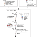 Ribo-Zero™ rRNA Removal Kit (Gram-Positive Bacteria)
