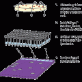 Colony Fast-Screen™ Kit  (PCR Screen)