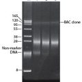BAC-Tracker™ Supercoiled DNA Ladder