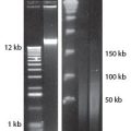 MasterPure™ Gram Positive DNA Purification Kit