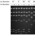 T4 DNA Polymerase