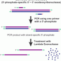 Lambda Exonuclease