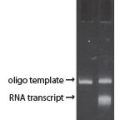 MiniV™ In Vitro Transcription Kit