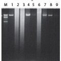 MasterAmp™ Extra-Long 2X PCR Premix 6