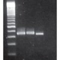 ExtractMaster™ Fecal DNA Extraction Kit