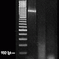 RNase III, E.coli