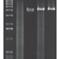 Plasmid-Safe™ ATP-Dependent DNase