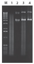 http://www.epibio.com/images/default-source/product-page-images/g_plasmidsafe_atpdependent.jpg?sfvrsn=0.8322107946225349