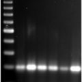 PlantAmp™ PCR System