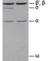 E.Coli Core RNA Polymerase