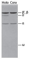 http://www.epibio.com/images/default-source/product-page-images/g_ecolirna_subunitpatterns.jpg?sfvrsn=0.5845849233941076