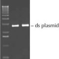 Exonuclease I
