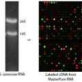 MasterPure™ Yeast RNA Purification Kit