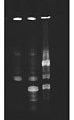 T4 RNA Ligase