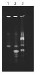http://www.epibio.com/images/default-source/product-page-images/t4_rna_lig2.jpg?sfvrsn=0.5973829217675303