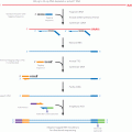 ScriptSeq™ v2 RNA-Seq Library Preparation Kit