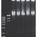 Fast-Link™ DNA Ligation Kit