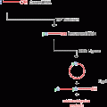 Tobacco Acid Pyrophosphatase