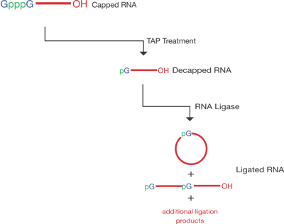 http://www.epibio.com/images/default-source/product-page-images/i490407tap2.gif?sfvrsn=0.2863816527112517