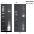 OmniCleave™ Endonuclease  50,000 U
