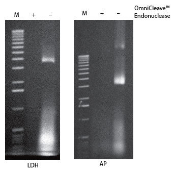 http://www.epibio.com/images/default-source/product-page-images/g_omnicleave_nucleicacidremoval.jpg?sfvrsn=0.35171845444793237