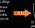 MasterAmp™ High Fidelity RT-PCR Kit