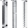 SequiTherm EXCEL™ II DNA Polymerase