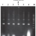 RiboShredder™ RNase Blend