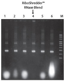 http://www.epibio.com/images/default-source/product-page-images/g_riboshredder_degradingcapability.jpg?sfvrsn=0.5196845919324921