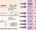 iBAC/PlndigoBAC-5 Reverse Sequencing Primer