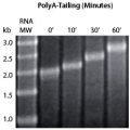 Poly(A) Polymerase Tailing Kit
