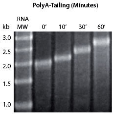 Poly(A) Polymerase Tailing Kit