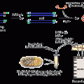 CopyControl™ cDNA, Gene & PCR Cloning Kit w/ Chem. Comp Cells