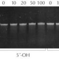 T4 Polynucleotide Kinase, Cloned