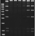 T4 DNA Ligase, Cloned