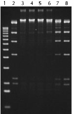 T4 DNA Ligase, Cloned