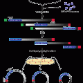 EZ-Tn5™ Protein Truncation Kit