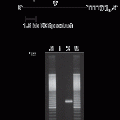 MMLV Reverse Transcriptase 1st-Strand cDNA Synthesis Kit