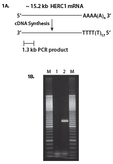 http://www.epibio.com/images/default-source/product-page-images/g_mmlv_full-length_cdna_from_rna.gif?sfvrsn=0.786200676130578