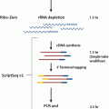ScriptSeq Complete Kit (Bacteria) - Low Input