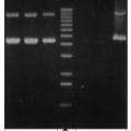 Ready-Lyse™ Lysozyme Solution