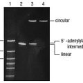 CircLigase™ ssDNA Ligase