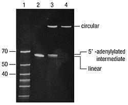 CircLigase™ ssDNA Ligase