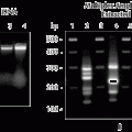 MasterAmp™ Buccal Swab DNA Extraction Kit (with Soft Pack Brushes)