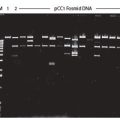 Direct Lysis Fosmid96 DNA Purification Kit