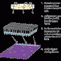 Colony Fast-Screen™ Kit ( Restriction Screen) 200 Screens