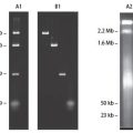 Ammonium Acetate Solution