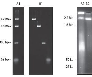 Ammonium Acetate Solution
