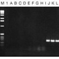 MasterAmp™ 10X PCR Enhancer