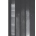 MasterPure™ Yeast DNA Purification Kit